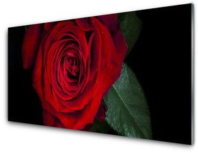 Akrilkép Rose A Wall 100x50 cm 2 fogas