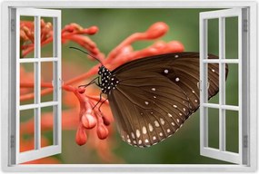 Poszter 60x40 Barna pillangó