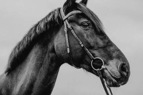 Fotográfia Pferd Warmblut Sportpferd Portrait angeschnitten künstlerisch, Tabitha Arn