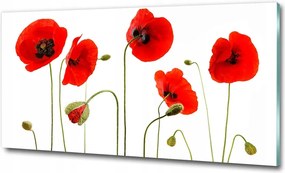 Fotó kép edzett üveg Margaréták 100x70