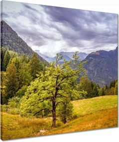 Vászonkép 50x50 Fa az égig