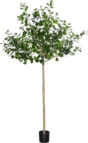 Pottery Pots Realisztikus műfa Ficus triangularis, több méretben - PotteryPots méret: XL - ø 80 cm | m. 240 cm