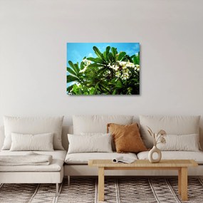 Kép - Plumeria (üvegen) (70x50 cm)