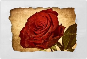 Poszterek 90x60 Rózsa szépia háttérrel