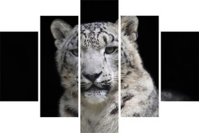 Kép - Snow Leopard (150x105 cm)