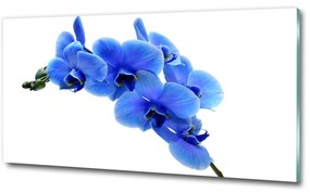 Egyedi üvegkép Kék orchidea osh-91549599