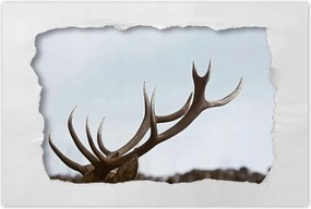 Poszterek 90x60 Szarvas felszarvazott