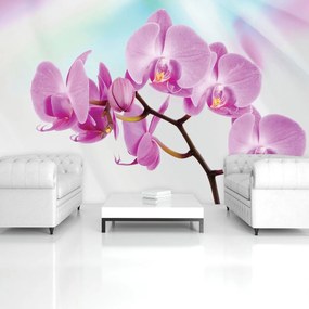 Fotótapéta - Orchidea (152,5x104 cm)