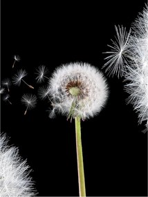 Fotótapéta virágok pitypang virág 184 x 254