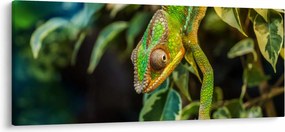 Kaméleon képe (120x50 cm)