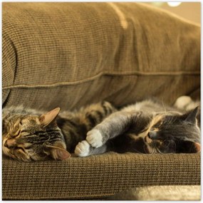 Poszterek 30x30 Cica Cicák