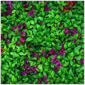 Poszterek 30x30 Kerti azálea