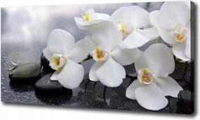 Canvas falikép Orchidea 120x60 cm