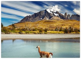 Kép - Torres del Paine Nemzeti Park (70x50 cm)