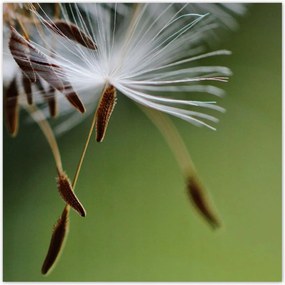 Poszterek 100x100 Pitypang Virág Virágok