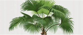 Fotótapéta Fali ragasztó szett Egzotikus pálmafa 250x104 Ragasztó