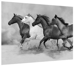 Fekete fehér kép lovakkal (70x50 cm)