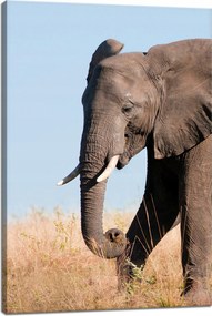 Vászonkép Szürke Nagy Elefánt Trombita Szavanna Meleg 40x60 cm