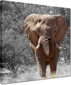 Vászonkép 30x30 A nagy elefánt