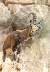 Poszter 70x100cm Ibex Nubiana, Assaf Frank