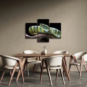 Kép - Wagler csörgőkígyó (90x60 cm)