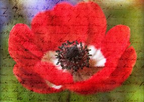 Poszter 42x29,7cm Színes anemon virágok a kertben, Assaf Frank