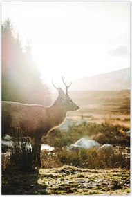 Poszter 60x90 Szarvas felszarvazott