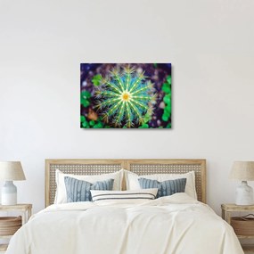 Kaktusz kép (70x50 cm)