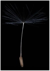 Poszterek 70x100 Pitypang Virág Virágok