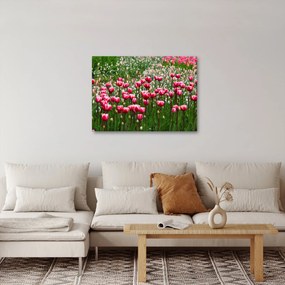 Tulipán képe (70x50 cm)
