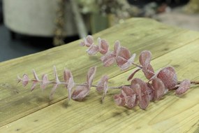 Rózsaszín fagyos eukaliptusz 80cm