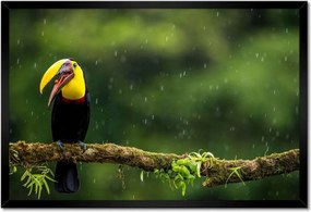 Poszterek keretben 60x40 Madarak