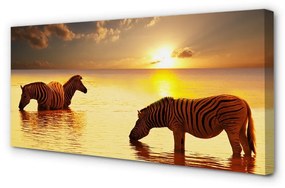 Canvas képek Zebrák víz naplemente 125x50 cm