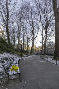 Poszter 40x60cm Egy csokor sárga virág egy padon a parkban, Assaf Frank