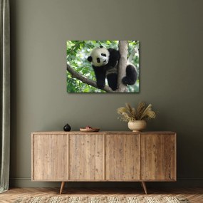 Kép - Panda a fán (70x50 cm)