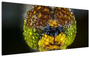 Részletes kép a rovar szemről (120x50 cm)