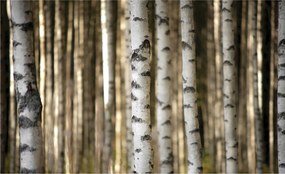 Nyírfa fotótapéta Természetes harmónia minimalista stílusban 416x290 +ragasztó