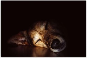 Poszterek 120x80 Kutya fekszik a padlón