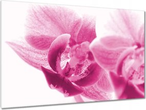 Vászonkép 120x80 Orchidea Virágok