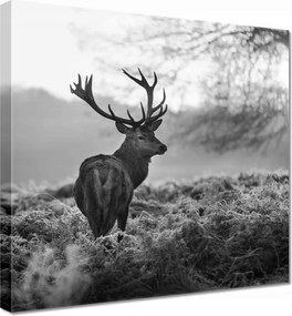 Vászonkép 30x30 Szarvas a rikkancson