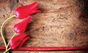 Fotótapéta - Tulipán, fa, szalag (152,5x104 cm)