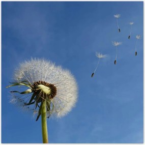 Poszterek 100x100 Pitypangok papírsárkányok