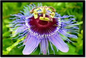 Poszterek keretben 60x40 Mártírnő