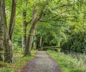 Poszter 60x50cm Ösvény a Basingstoke csatorna mentén, Assaf Frank