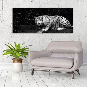 Kép - albínó tigris, fekete-fehér (120x50 cm)