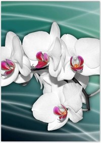 Poszterek 70x100 Orchideák virágok
