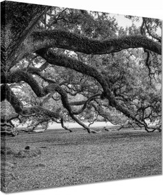 Vászonkép 30x30 Erőteljes tölgyek