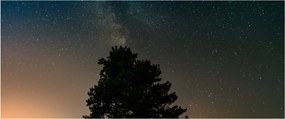 Egy éjszakai égbolt fákkal képe (120x50 cm)