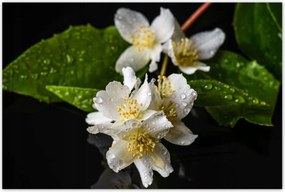 Poszterek 120x80 Fehér jázmin virág