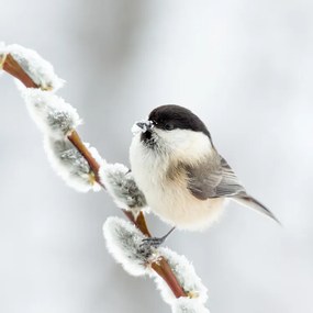 Fotográfia Willow tit in winter., Annie Keizer